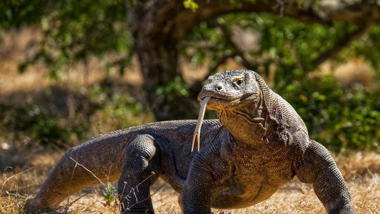 PAKET TOUR KOMODO